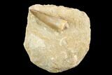 Fossil Plesiosaur (Zarafasaura) Tooth - Morocco #121683-1